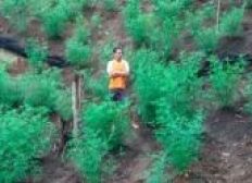 Imagem de Jaguaquara: PM encontra plantação com 300 pés de maconha