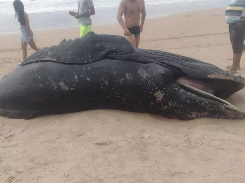 Imagem de Baleia jubarte é encontrada morta na Praia de Ipitanga