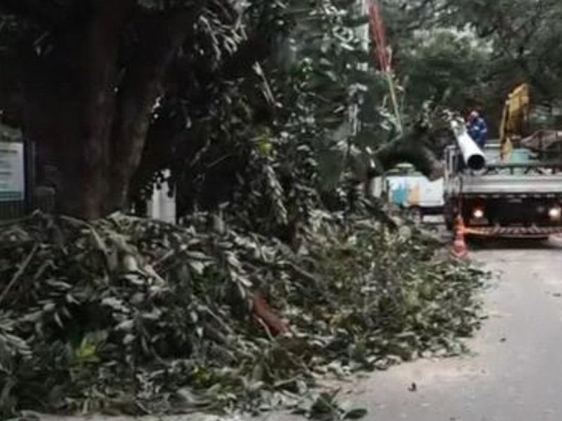 Imagem de Queda de árvore interdita via e deixa moradores do Corredor da Vitória sem energia