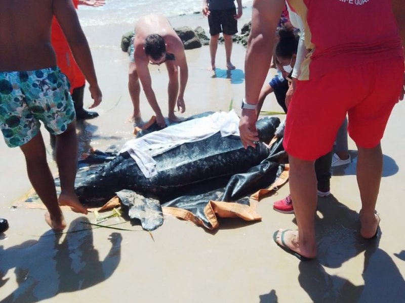 Imagem de Bombeiros do 5° GBM resgatam tartaruga encalhada em praia de Ilhéus