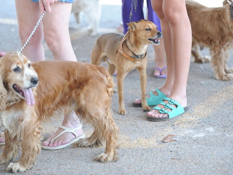 Imagem de Senacon determina recolhimento de petiscos caninos Balance Bifinhos