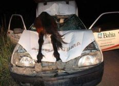 Imagem de Ambulância atropela cavalo que fica pendurado em para-brisa em Medeiros Neto