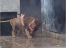 Imagem de Leões são sacrificados após homem nu invadir jaula de zoológico - No Chile.