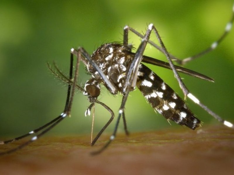 Imagem de Prefeitura intensifica combate ao Aedes aegypti na Cidade Baixa