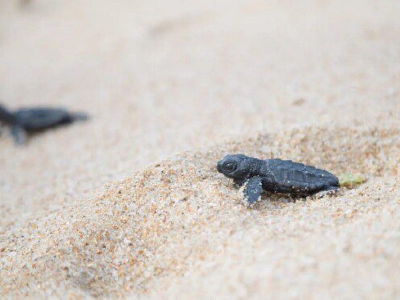 Imagem de Stella Maris recebe ação de preservação de área de tartarugas marinhas neste sábado (21)