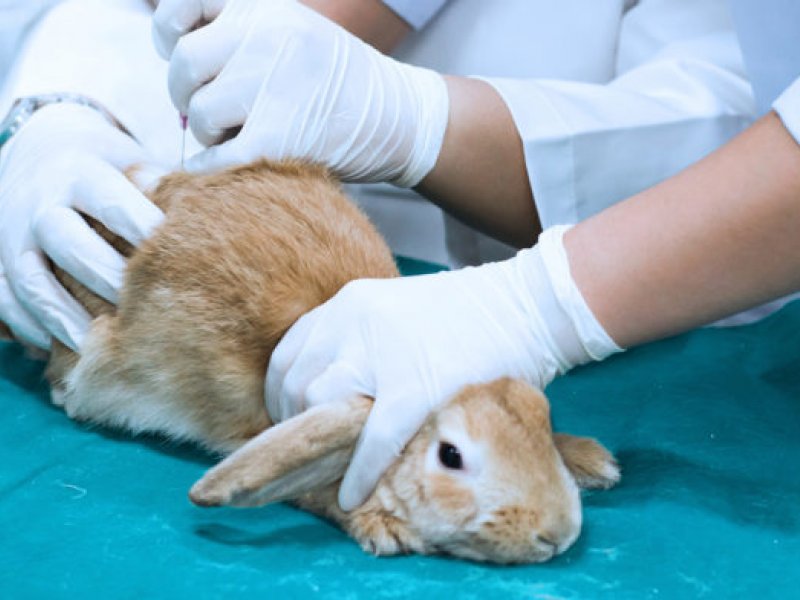 Imagem de Governo proíbe testes com animais para perfumes e cosméticos