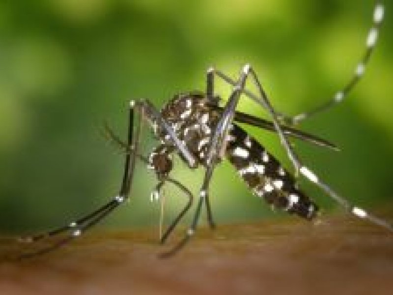 Imagem de Salvador inicia medidas digitais de conscientização ao combate do Aedes Aegypti
