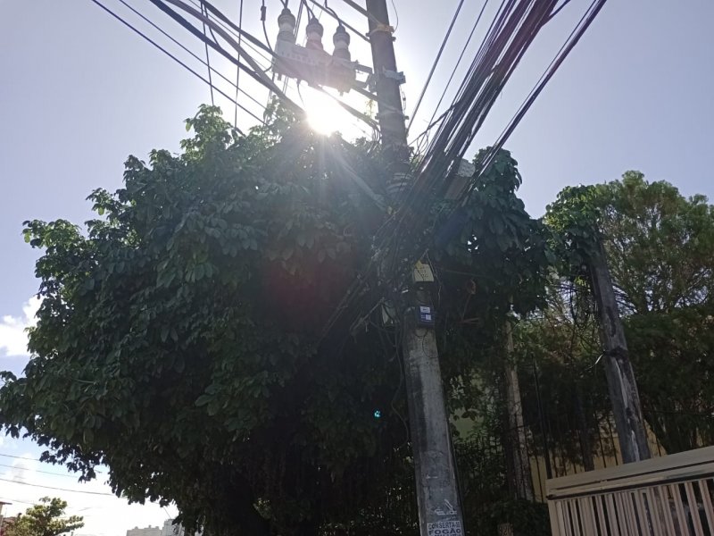 Imagem de Assista: Árvores causam transtornos a moradores do bairro Vila Laura