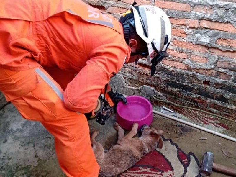 Imagem de Cachorro é resgatado por bombeiros após ficar preso entre duas paredes no oeste da Bahia