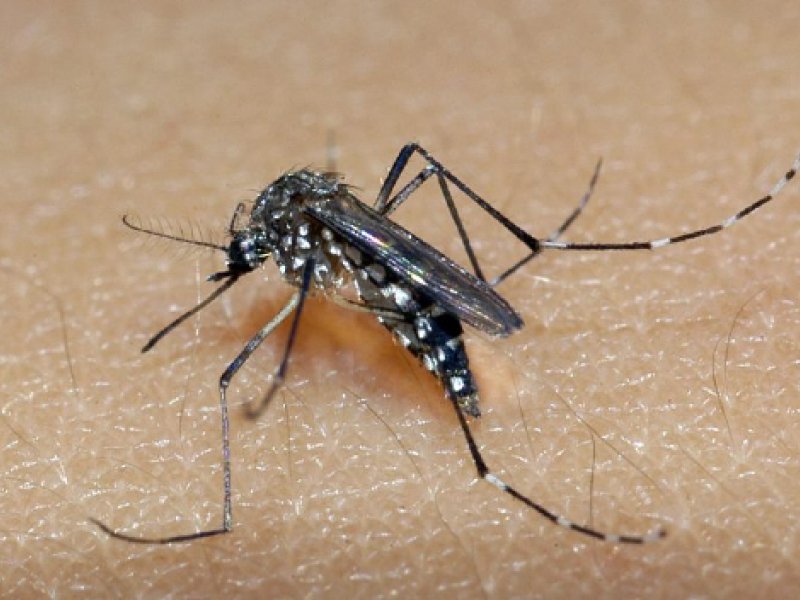 Imagem de Saúde lança campanha após aumento da dengue, Zika e chikungunya