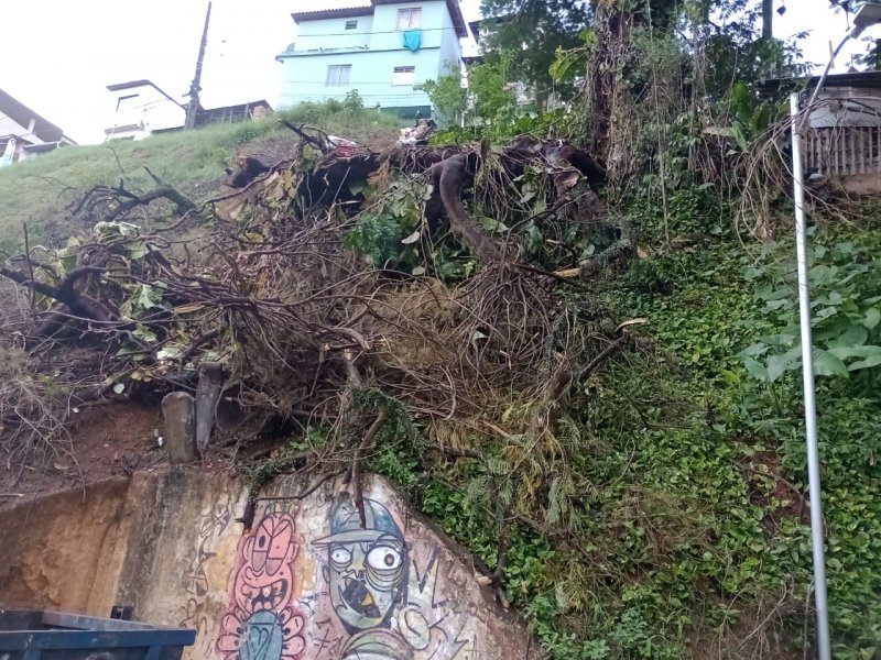 Imagem de  Árvore cai em encosta e atrapalha descarte de lixo na Avenida Bonocô