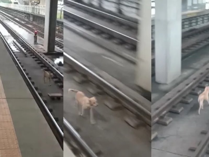 Imagem de Metrô de Salvador tem funcionamento alterado após cachorro invadir trilhos