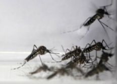 Imagem de Sancionada lei que permite entrada forçada em imóveis com focos de Aedes