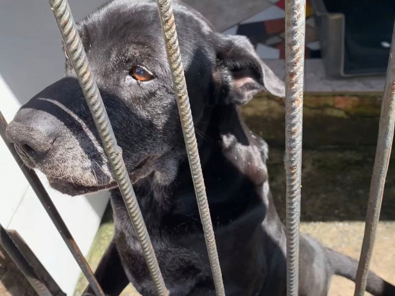 Imagem de VÍDEO: ViaBahia entra com ação para fechar abrigo de 430 animais; entenda