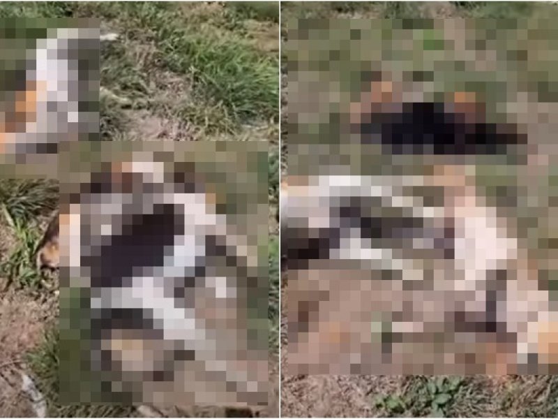 Imagem de Sete cães são mortos a tiros e enforcados às margens de rodovia na Bahia