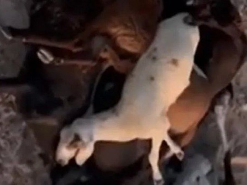Imagem de Ovelhas morrem em uma propriedade rural na Bahia; criador suspeita de ração