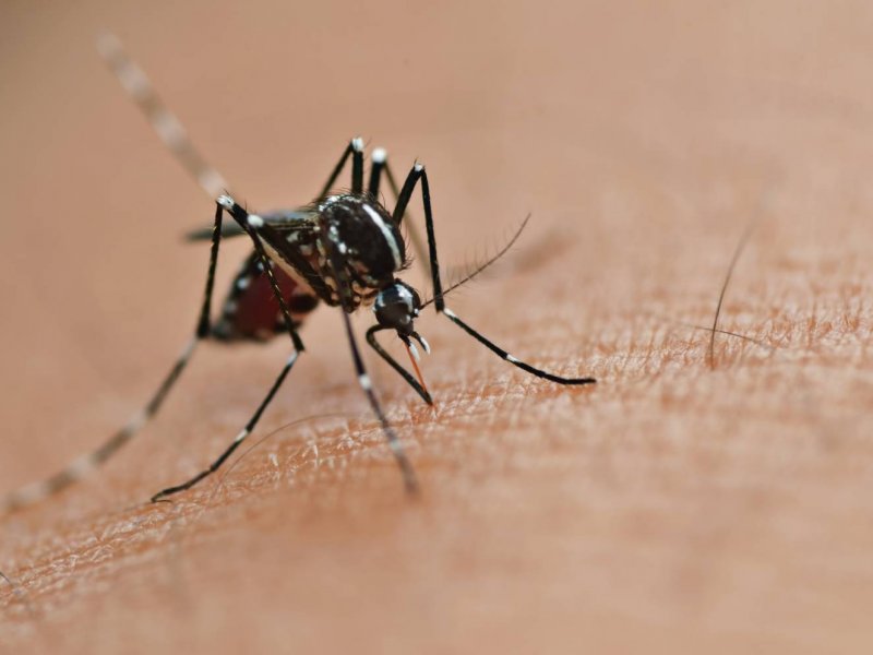 Imagem de Casos de dengue aumentam 35,7% na Bahia; infectologista recomenda vacinação para evitar gravidade