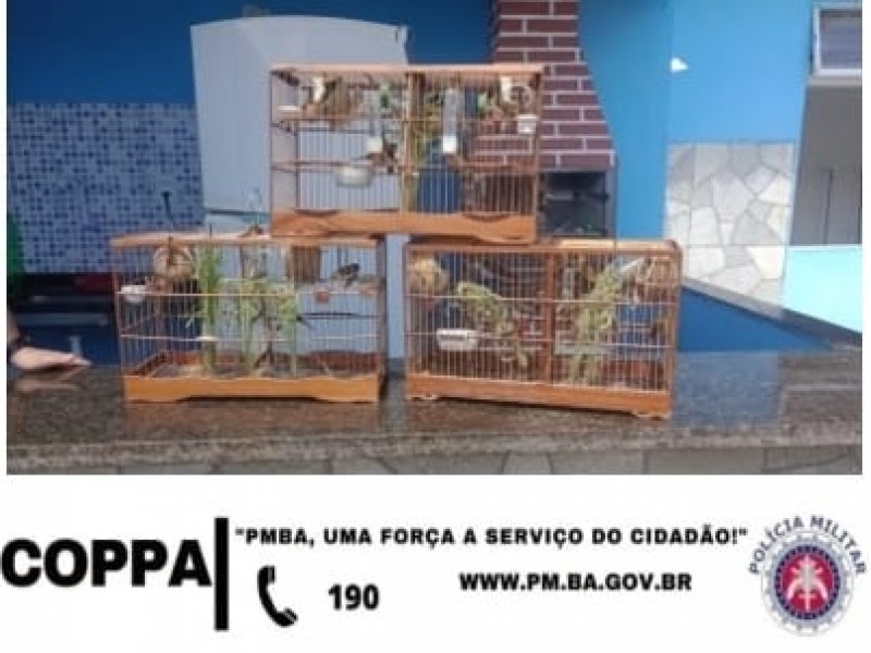 Imagem de Aves silvestres são resgatadas pela PM em Salvador