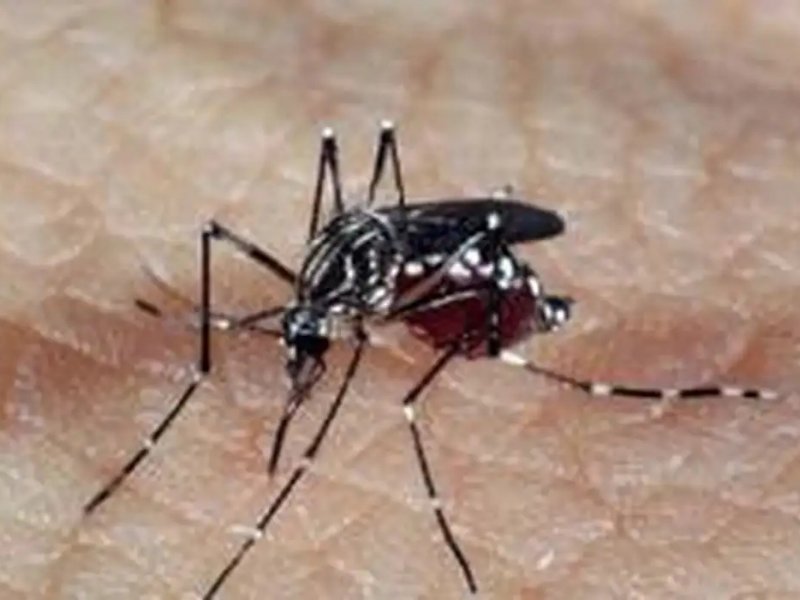 Imagem de Profissionais de saúde alertam para ressurgimento do tipo 3 da dengue
