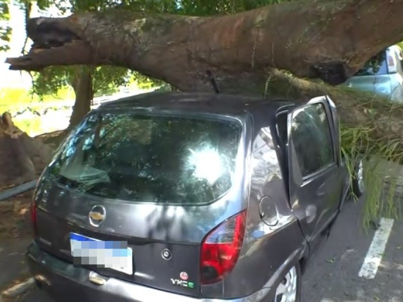 Imagem de Árvore cai e atinge carro no Jardim Apipema