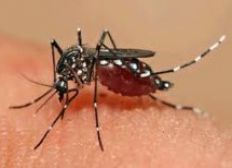 Imagem de Ministério Público promoverá bate papo sobre Chikungunya, Zika e Síndrome de Guillain-Barré