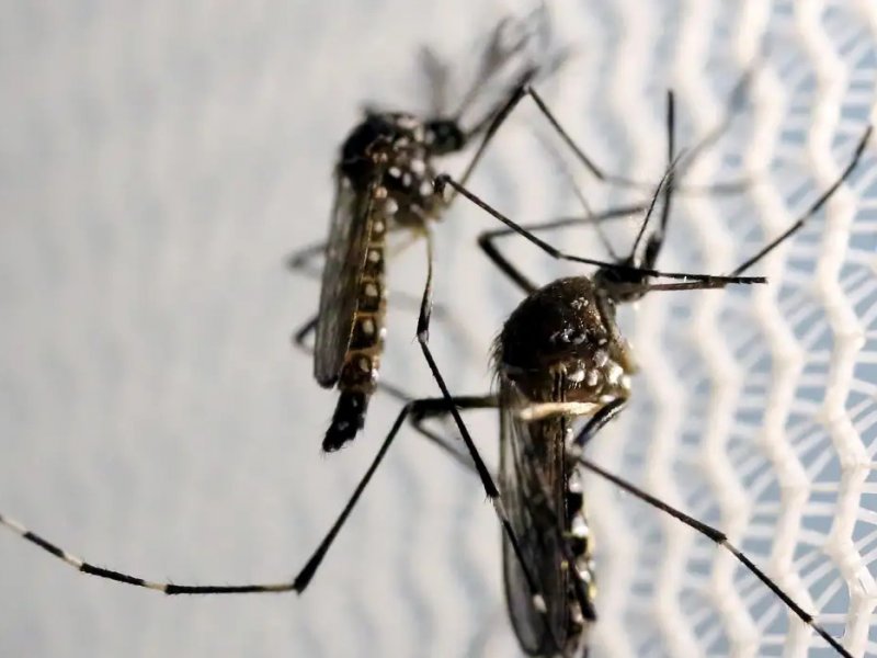 Imagem de Butantan iniciará teste pré-clínico de vacina contra Zika em 2024