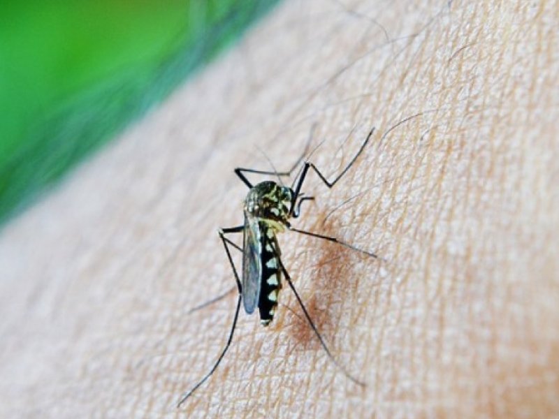 Imagem de Oitavo caso de morte causada por dengue é registrado na Bahia