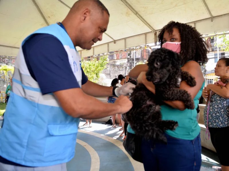 Imagem de Cajazeiras recebe mutirão de vacina V10 gratuita para cães a partir da próxima terça-feira (5)