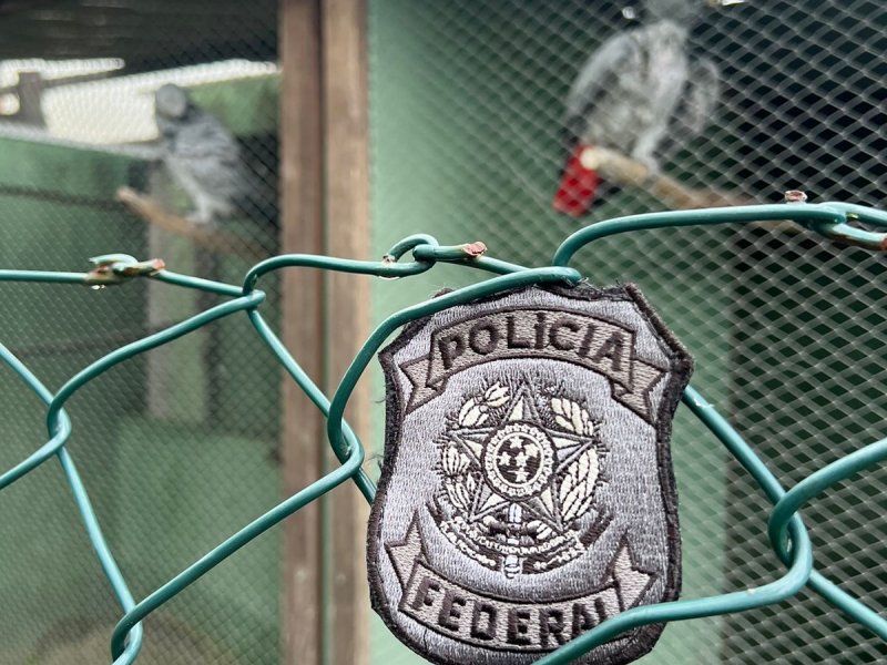 Imagem de PF deflagra operação contra o tráfico de animais silvestres em Salvador e RMS