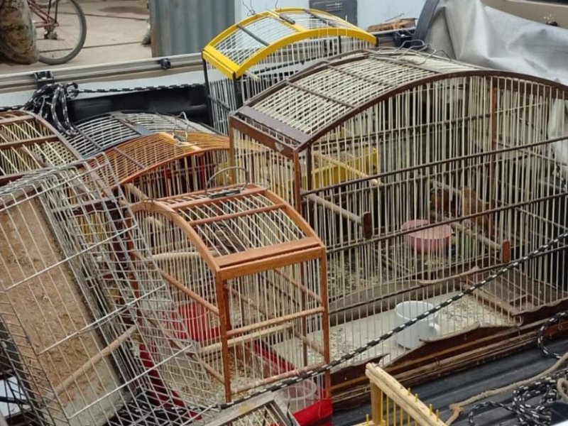 Imagem de Aves silvestres são resgatadas e suspeitos são presos com drogas e munições