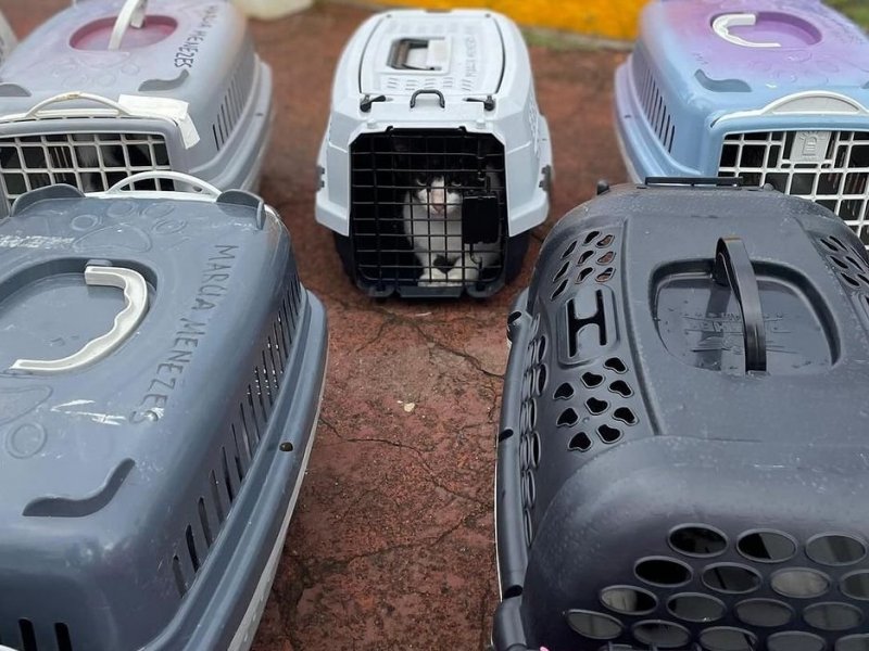 Imagem de Prefeitura promove operação para retirada de cerca de 250 gatos da Colônia de Piatã