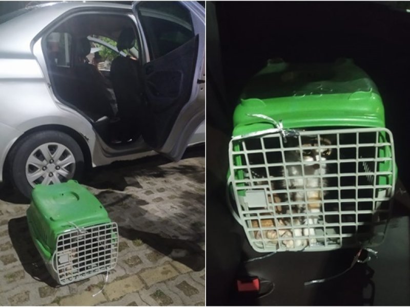 Imagem de Três pessoas são detidas pela PM após serem flagradas abandonando gatos em Piatã 