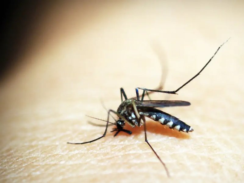 Imagem de Sobe para 30 o número de mortes por dengue na Bahia