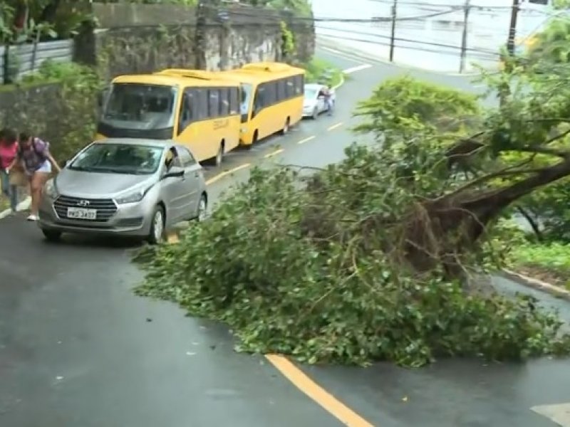 Imagem de Queda de árvores bloqueia parte de via no Jardim Apipema