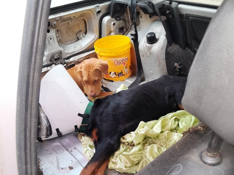Imagem de Bombeiros resgatam cachorros abandonados dentro de carro em Salvador  