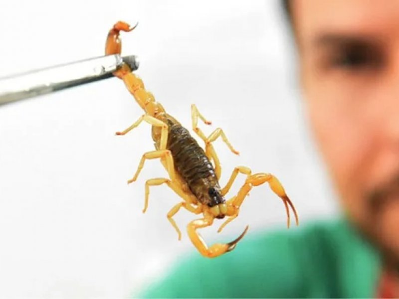 Imagem de Bahia registra mais de 5 mil casos envolvendo escorpiões em 3 meses