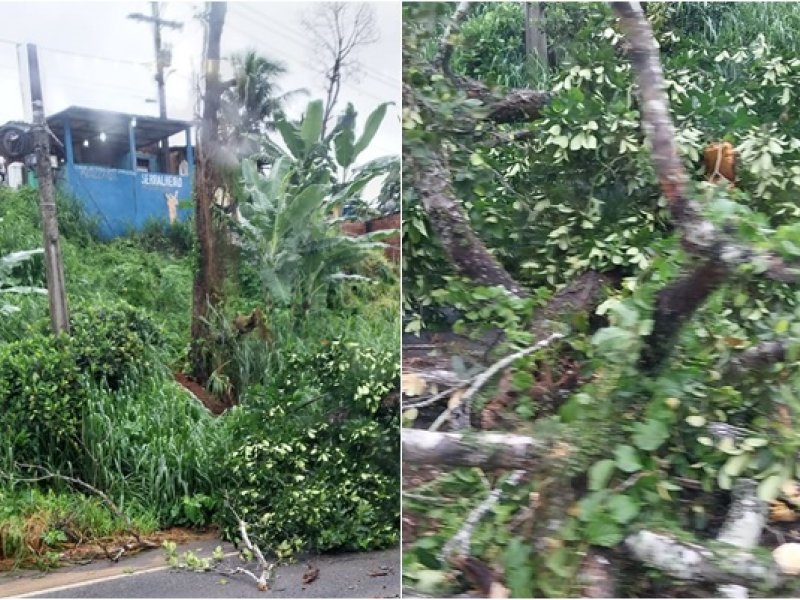 Imagem de Motoristas enfrentam trânsito lento após árvore cair na Estrada do Derba