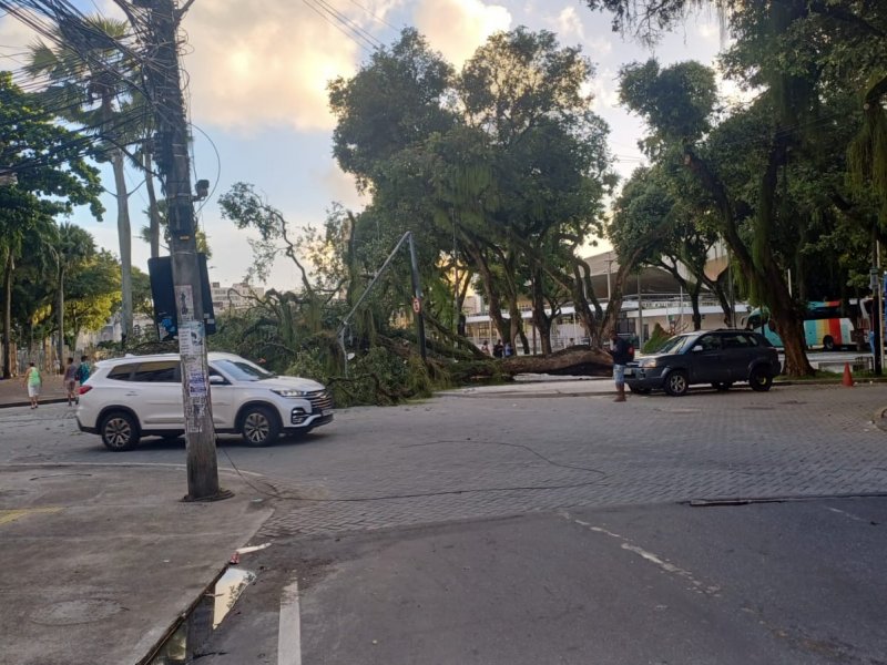 Imagem de Árvore cai no Campo Grande e complica trânsito na região 