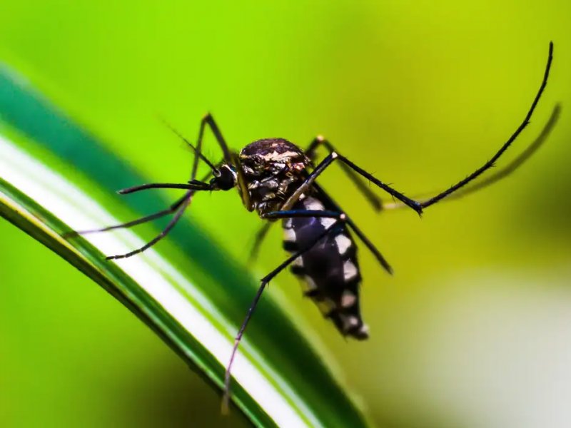 Imagem de Brasil atinge 1,6 mil mortes confirmadas por dengue