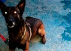 Imagem de Homem é preso após cadela achar droga em Sedex