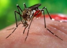 Imagem de Zika é detectado em esperma de italiano 6 meses após infecção