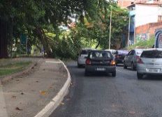 Imagem de Árvore cai no Dique do Tororó e trânsito fica lento na região