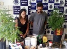 Imagem de Casal é preso por cultivar maconha e traficar drogas em Teixeira de Freitas