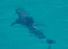 Imagem de Australiano atacado por tubarão sai do coma e afirma que nunca mais entrará na água