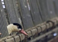 Imagem de França detecta primeiro caso de gripe aviária H5N8 em fazenda