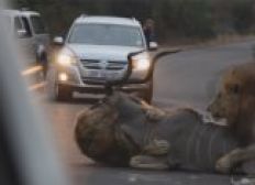 Imagem de Turistas ficam chocados após leões atacarem antílope no meio de carros