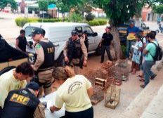 Imagem de 11 pessoas são presas no sudoeste baiano
