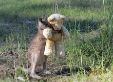 Imagem de Austrália: bebê canguru órfão abraça ursinho de pelúcia