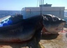 Imagem de Tubarão gigante é capturado por pescador na Austrália e intriga internautas