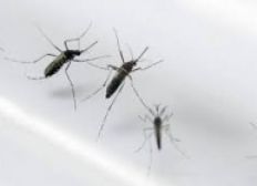 Imagem de Municípios são obrigados a fazer levantamento de infestação por Aedes Aegypti